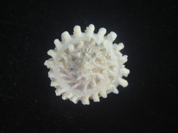 画像2: ボンネットウラウズ(Astraea rotularia) 特美品 (2)