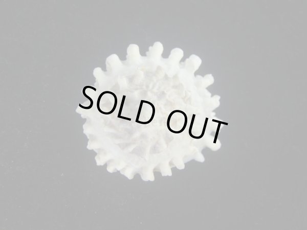 画像2: ボンネットウラウズ(Astraea rotularia) 特美品 (2)