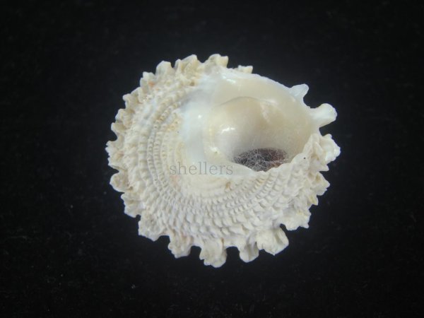 画像3: ボンネットウラウズ(Astraea rotularia) 特美品 (3)