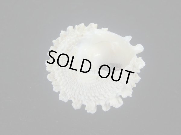 画像3: ボンネットウラウズ(Astraea rotularia) 特美品 (3)