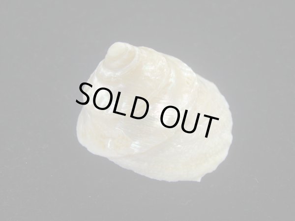 画像2: テンマクウラウズ(Astralium tentorium) 美品 (2)