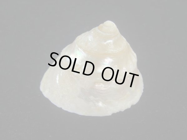 画像3: テンマクウラウズ(Astralium tentorium) 美品 (3)