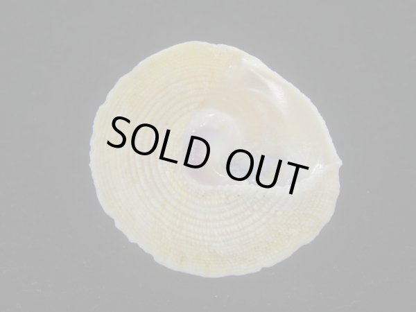 画像5: テンマクウラウズ(Astralium tentorium) 美品 (5)