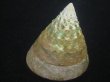画像3: ミドリ(アラフラ)ギンタカハマ(Trochus pyramis) 老成　特美品 (3)