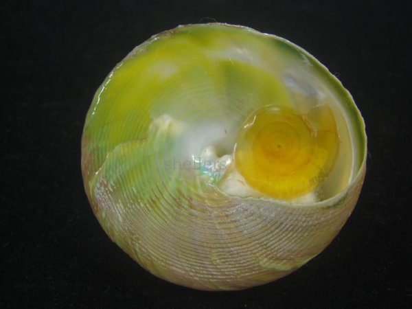 画像5: ミドリ(アラフラ)ギンタカハマ(Trochus pyramis) 老成　特美品 (5)