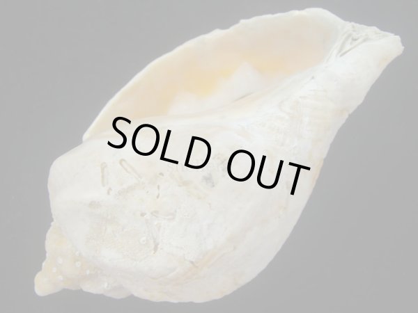 画像3: ミギマキタテゴトナシボラ(Pyrulofusus dexius japonicus) 特老成　口唇濃色 (3)