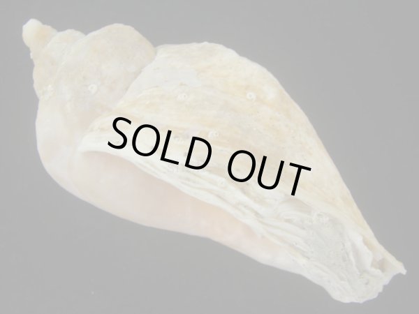 画像4: ミギマキタテゴトナシボラ(Pyrulofusus dexius japonicus) 特老成　口唇濃色 (4)