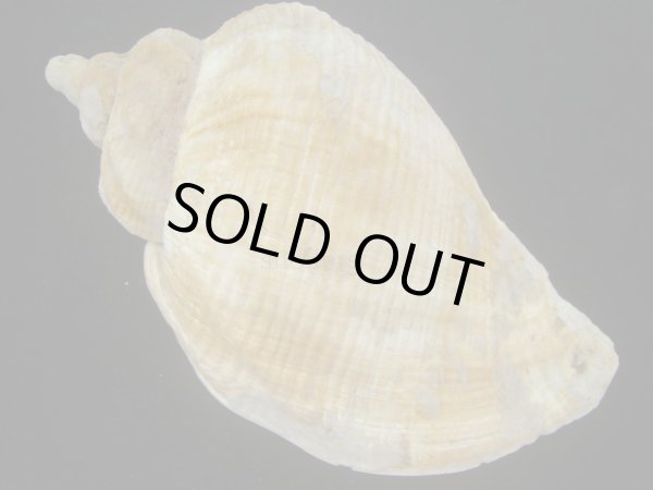 画像2: ミギマキタテゴトナシボラ(Pyrulofusus dexius japonicus) 大　老成　難ありだけど特美品 (2)