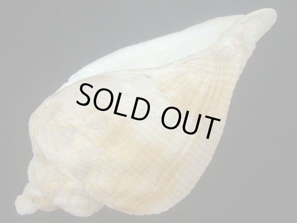 画像3: ミギマキタテゴトナシボラ(Pyrulofusus dexius japonicus) 大　老成　難ありだけど特美品 (3)