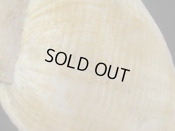 画像4: ミギマキタテゴトナシボラ(Pyrulofusus dexius japonicus) 大　老成　難ありだけど特美品 (4)