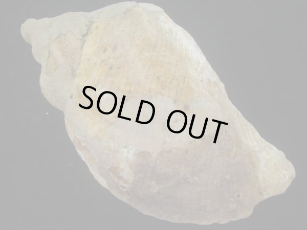 画像2: ミギマキタテゴトナシボラ(Pyrulofusus dexius japonicus) 老成　口唇特濃色　美品 (2)