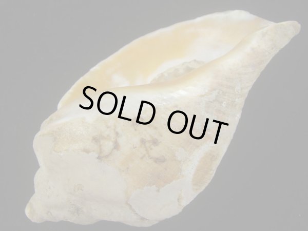 画像3: ミギマキタテゴトナシボラ(Pyrulofusus dexius japonicus) 老成　口唇特濃色　美品 (3)