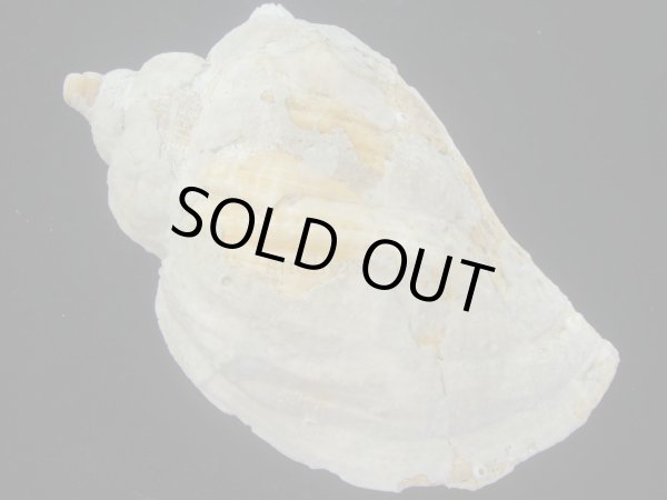 画像2: ミギマキタテゴトナシボラ(Pyrulofusus dexius japonicus) 老成　口唇特濃色　美品 (2)