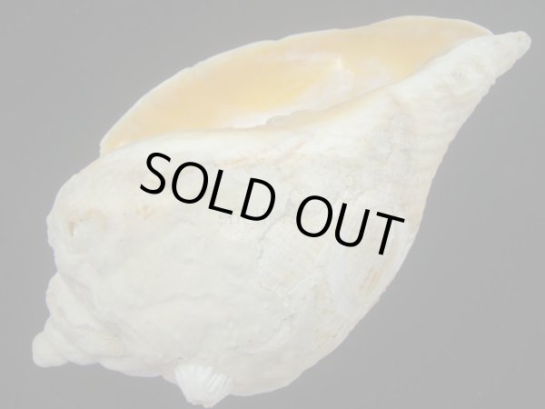 画像3: ミギマキタテゴトナシボラ(Pyrulofusus dexius japonicus) 老成　口唇特濃色　美品 (3)