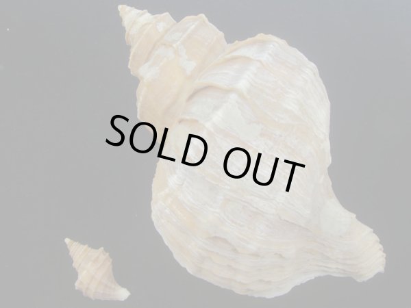 画像2: エゾボラ(Neptunea polycostata) 特小・超特大2個セット (2)