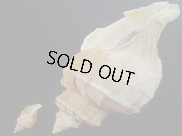 画像3: エゾボラ(Neptunea polycostata) 特小・超特大2個セット (3)