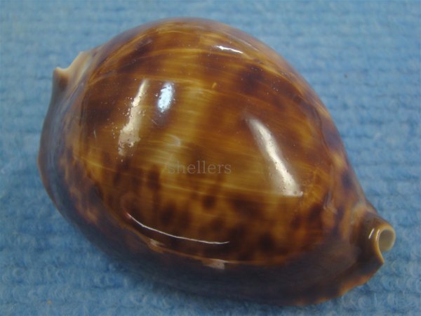 画像1: クロビードロダカラ(Zoila thersites thersites f.atrata) (1)