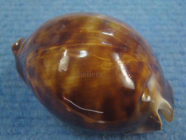 画像2: クロビードロダカラ(Zoila thersites thersites f.atrata) (2)