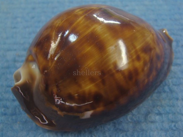 画像3: クロビードロダカラ(Zoila thersites thersites f.atrata) (3)