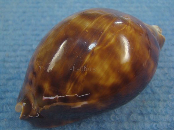 画像4: クロビードロダカラ(Zoila thersites thersites f.atrata) (4)