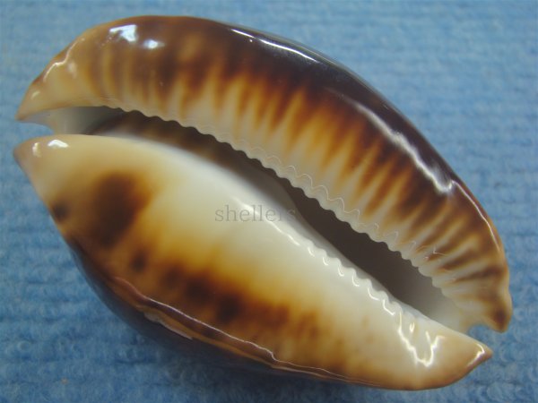 画像5: クロビードロダカラ(Zoila thersites thersites f.atrata) (5)