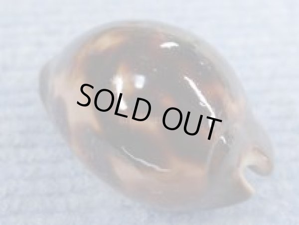 画像2: ソレントメンコイダカラ　濃色　ピンクベース (2)