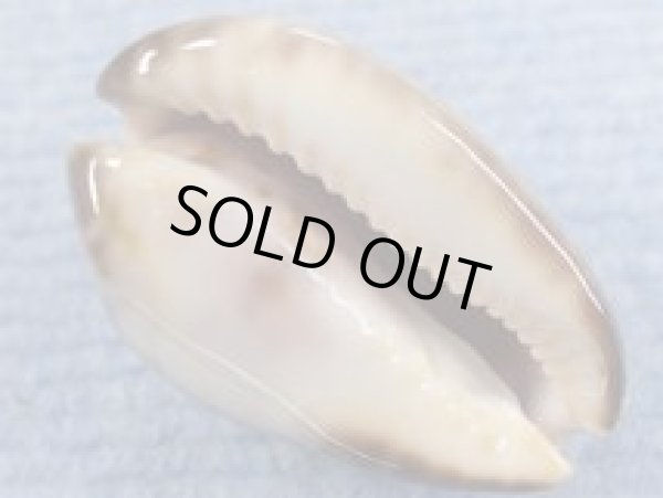 画像3: ソレントメンコイダカラ　濃色　ピンクベース (3)