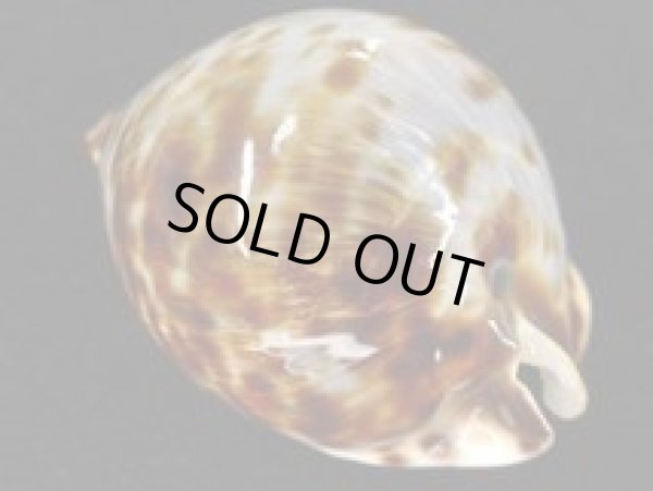 画像2: ベルコイクロガネダカラ　ブルー (2)