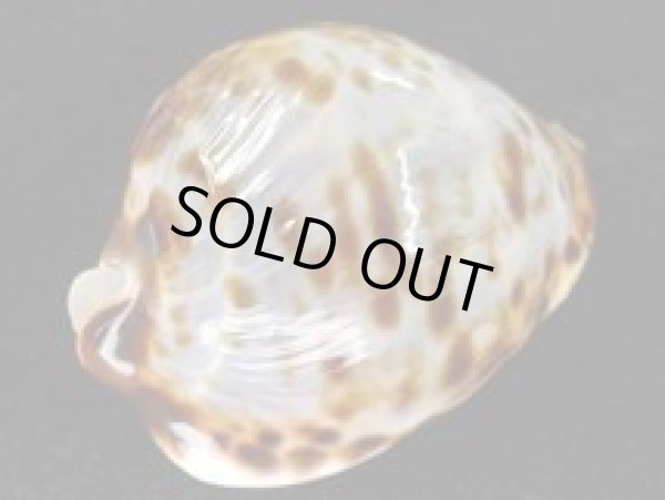 画像3: ベルコイクロガネダカラ　ブルー (3)