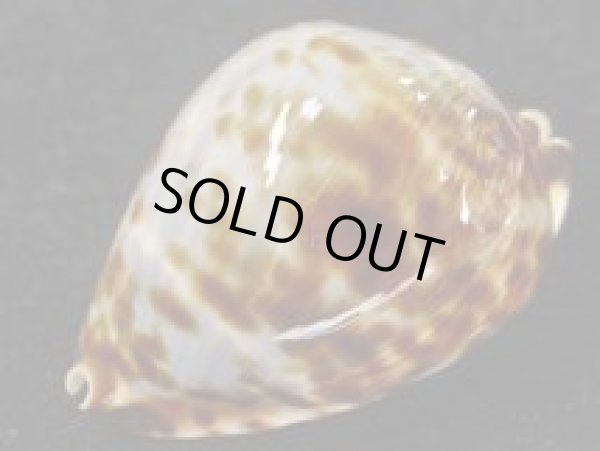 画像4: ベルコイクロガネダカラ　ブルー (4)