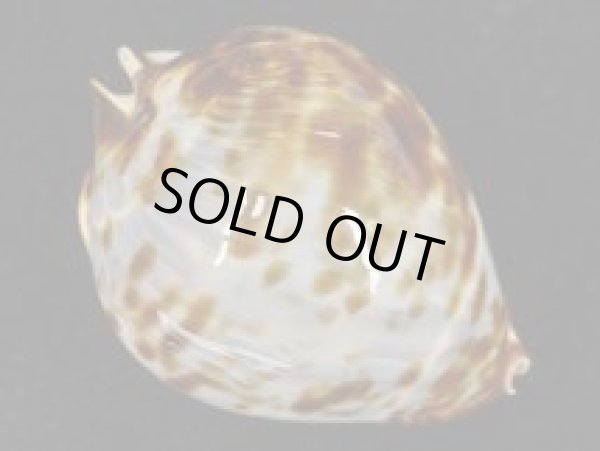 画像5: ベルコイクロガネダカラ　ブルー (5)