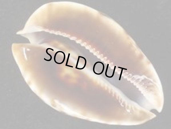 画像6: ベルコイクロガネダカラ　ブルー (6)