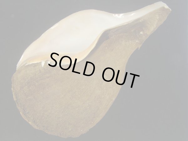 画像3: シャンクガイ　252ｍｍ　超特大　約1.8ｋｇ　美品 (3)