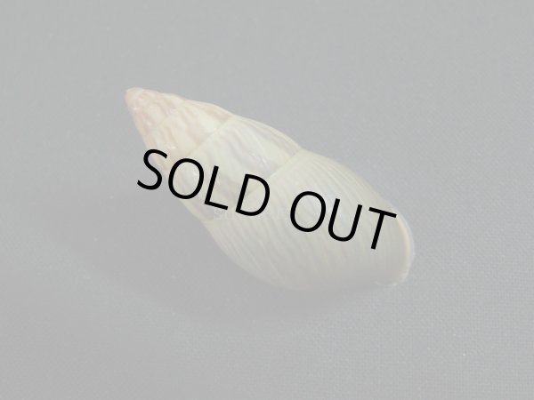 画像2: アタプエマレイマイマイ グラデーション (2)