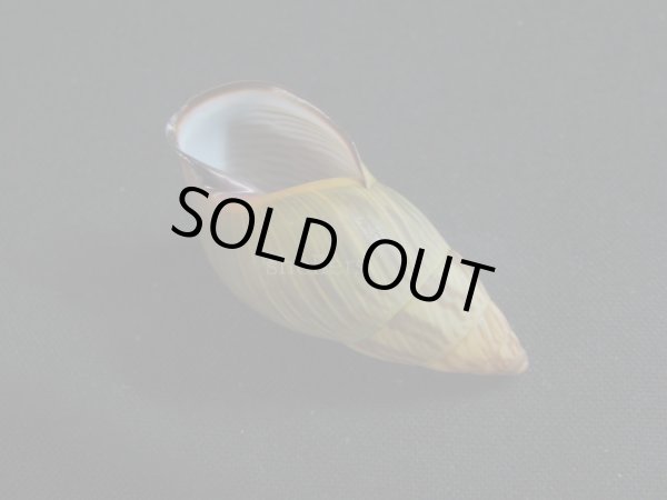 画像3: アタプエマレイマイマイ グラデーション (3)