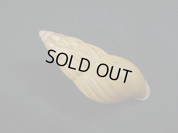 画像2: アタプエマレイマイマイ (2)