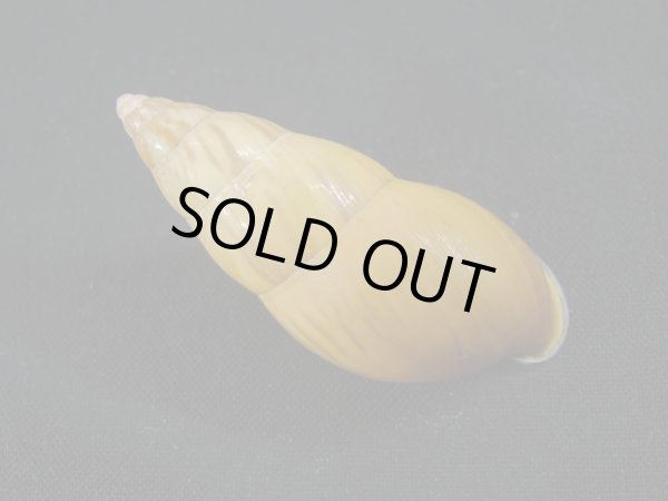 画像2: アタプエマレイマイマイ　大 (2)