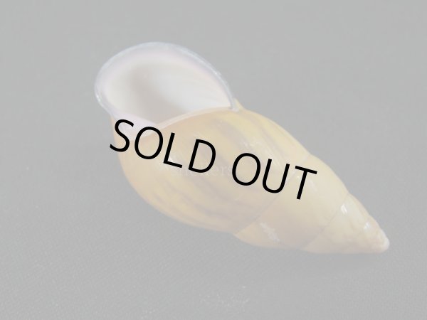 画像3: アタプエマレイマイマイ　大 (3)