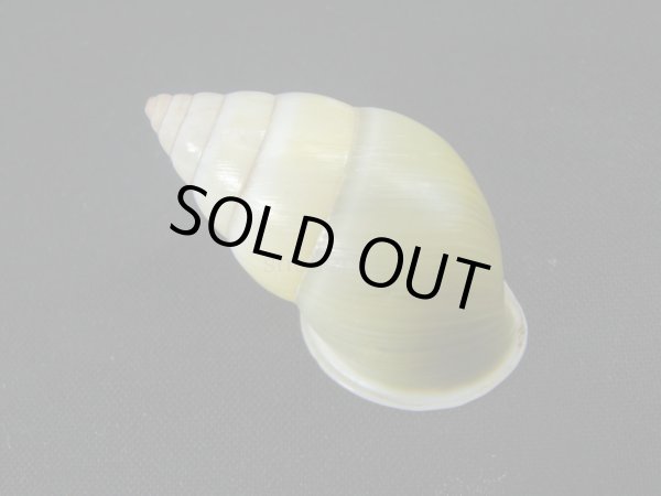 画像2: バオマレイマイマイ (2)