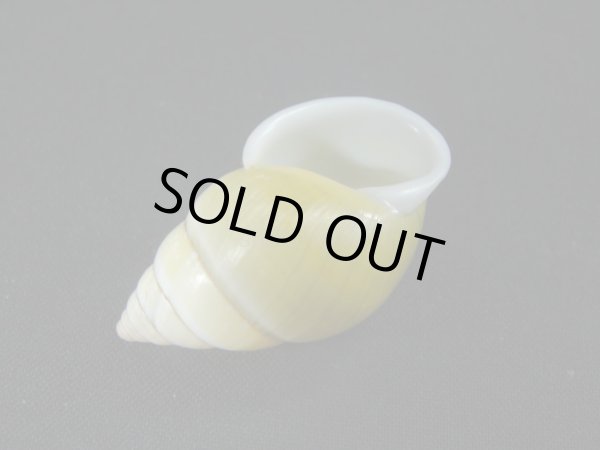 画像3: バオマレイマイマイ (3)