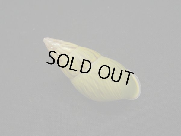 画像2: アタプエマレイマイマイ 濃色グラデーション 美品 (2)