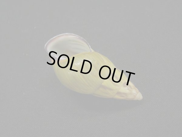 画像3: アタプエマレイマイマイ 濃色グラデーション 美品 (3)