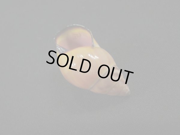 画像3: Amphidromus anthonyabbotti (3)