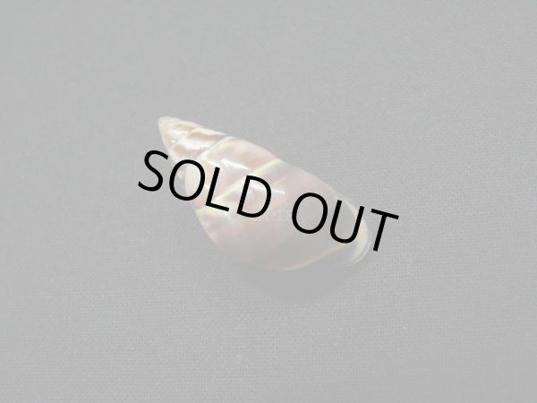 画像2: Amphidromus anthonyabbotti　濃色 (2)