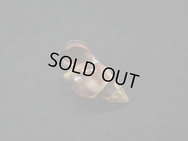 画像3: Amphidromus anthonyabbotti　濃色 (3)