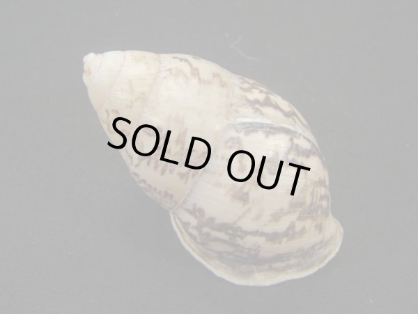 画像2: アスパーオオマレイマイマイ (2)