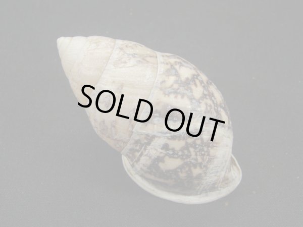 画像2: アスパーオオマレイマイマイ (2)