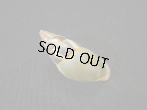 画像2: リチャードゴールドバーグマレイマイマイ 美品 (2)