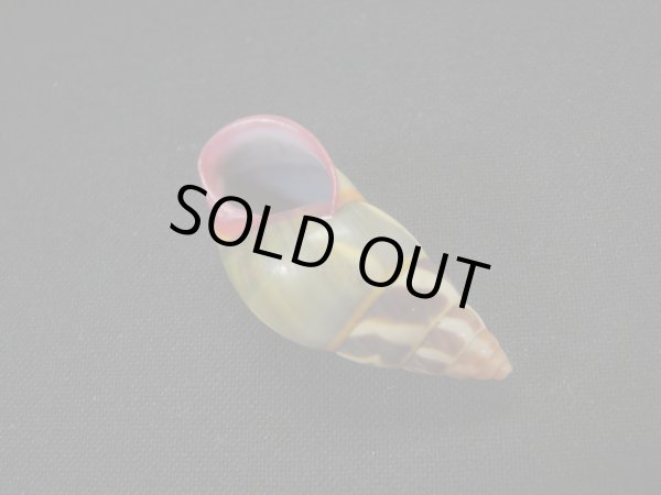 画像3: リチャードゴールドバーグマレイマイマイ 美品 (3)