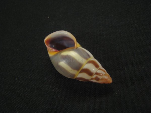 画像3: リチャードゴールドバーグマレイマイマイ　大　レトロカラー (3)